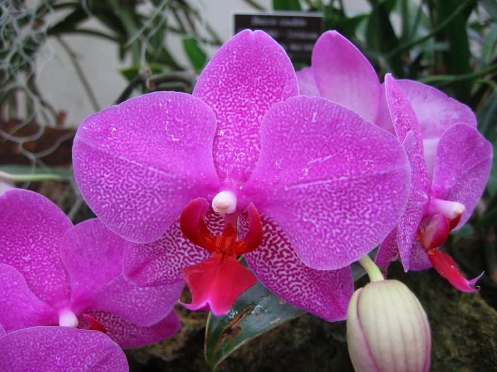 Orchid,%20Botanic%20Gardens.jpg